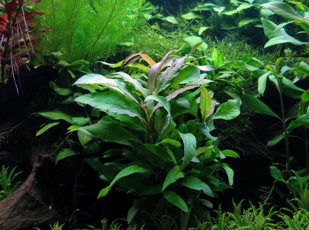 XL In Vitro Hygrophila Thailand Kaufland De