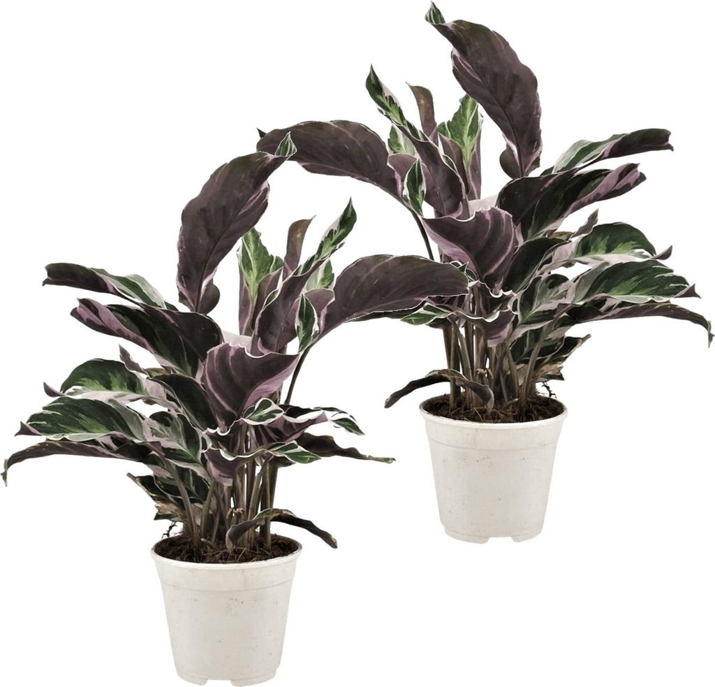 Plant In A Box Calathea Fusion Wei Er Kaufland De