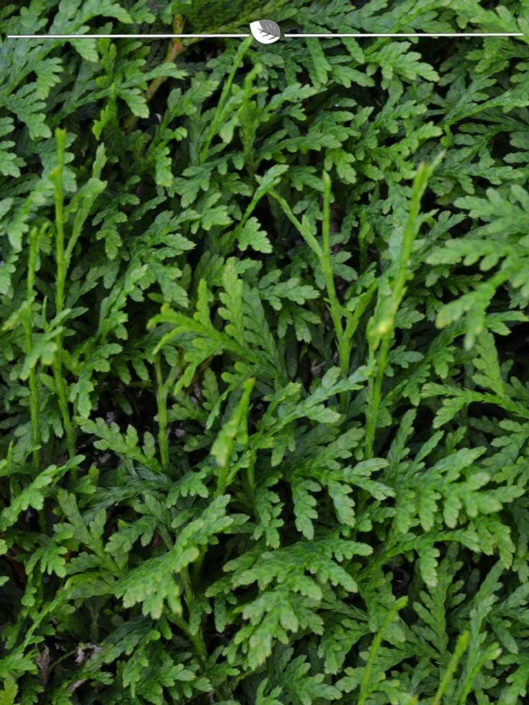 Lebensbaum Thuja Brabant Cm Im Topf Kaufland De