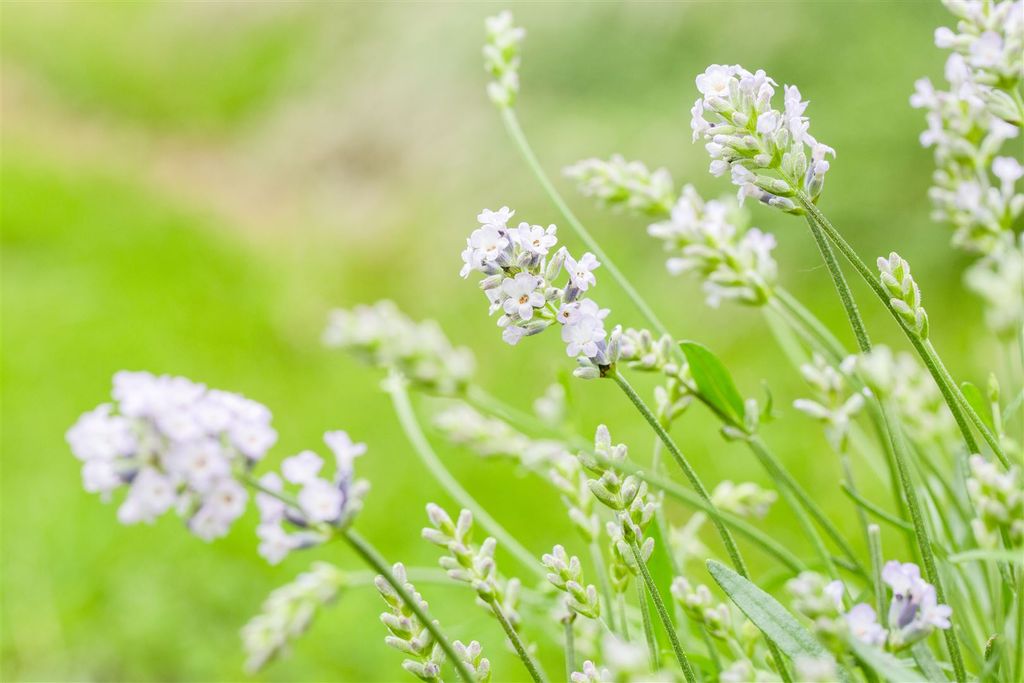 Echter Lavendel Hidcote White Lavandula Kaufland De