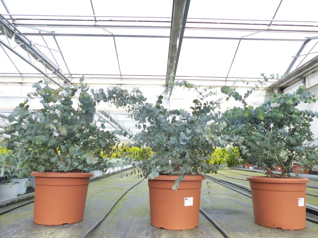 Eucalyptus Cinerea PREMIUM Eukalyptus Strom Kaufland Cz