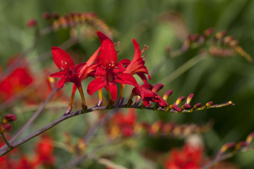 Crocosmia Masoniorum P1 Montbretie Kaufland De