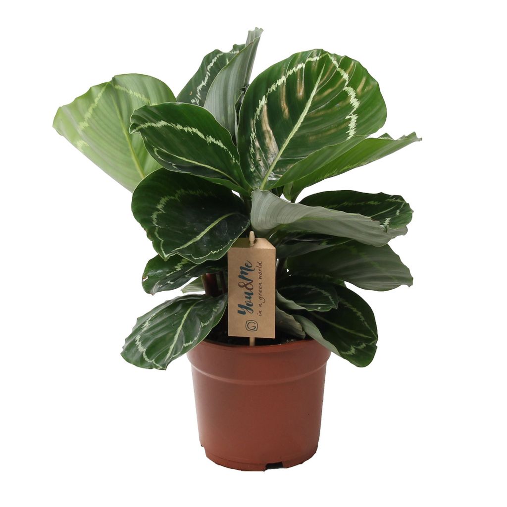 Plant In A Box Calathea Julia Topf Cm Kaufland De