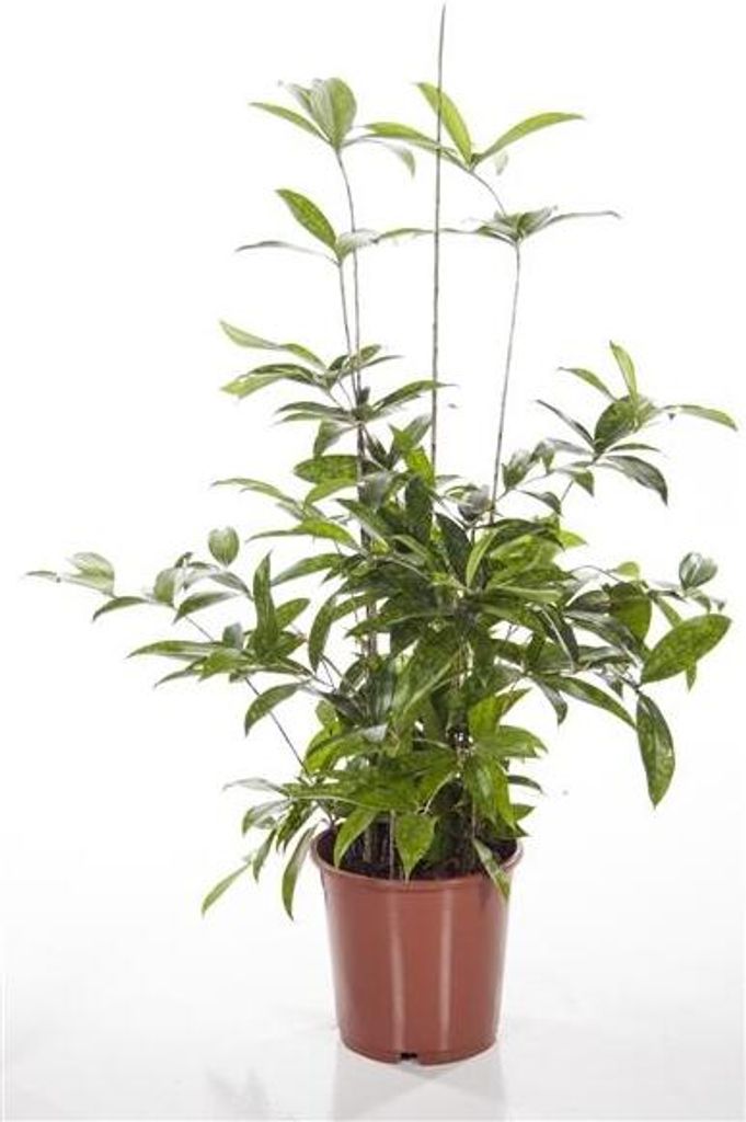 Dračí strom 40 cm Dracaena surculosa pokojová Kaufland cz