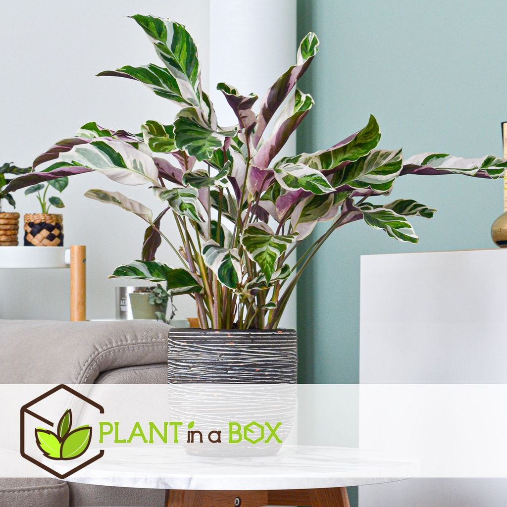 Plant In A Box Calathea Fusion White Kaufland De