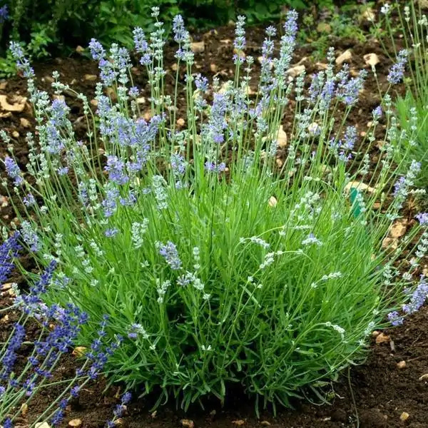 Lavendel Cedar Blue L Topf Lavandula Kaufland De