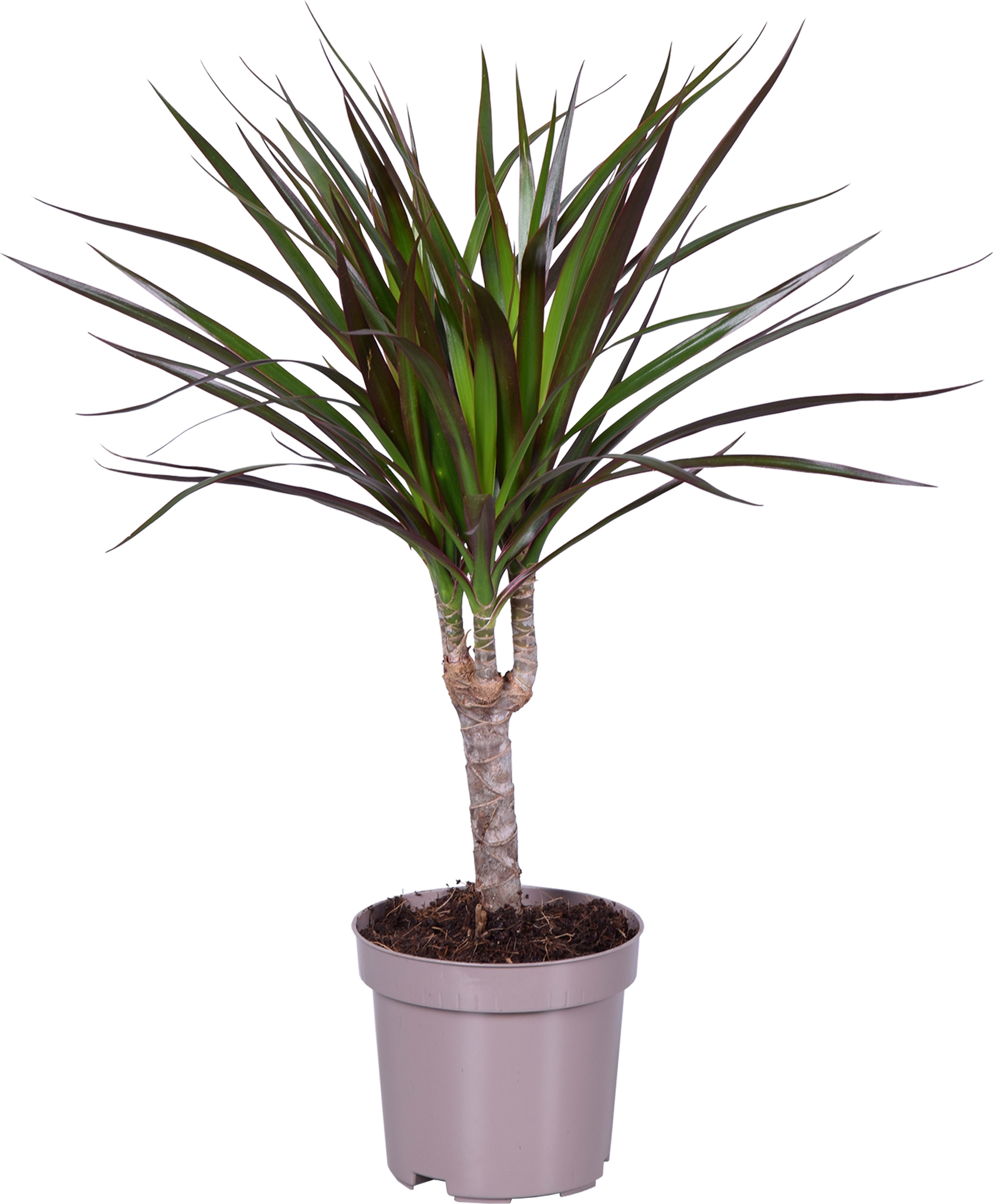 Dracaena Marginata 40 60 cm Dračí strom Kaufland cz