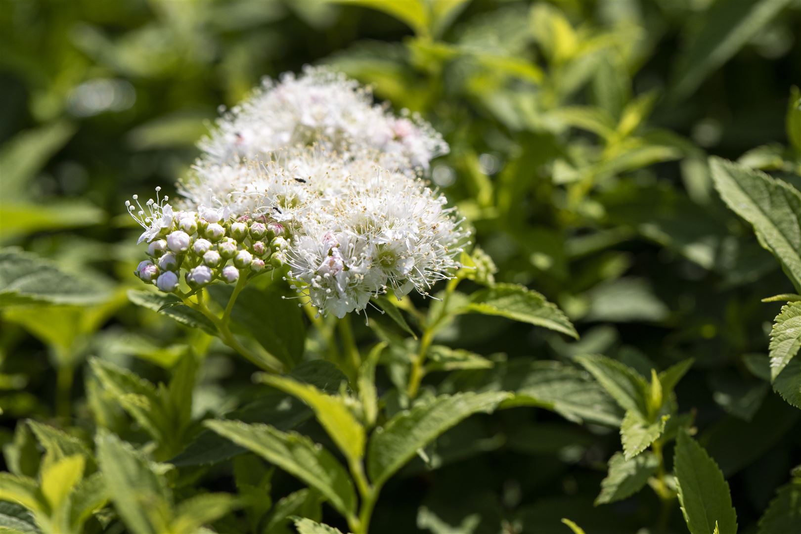 Sommerspiere Albiflora Spiraea Japonica Kaufland De