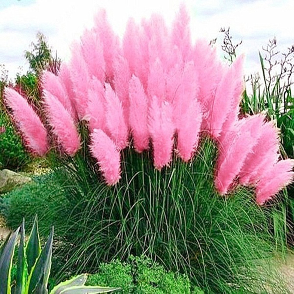 200 Stück Cortaderia Selloana Samen Kaufland de