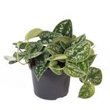 Pothos