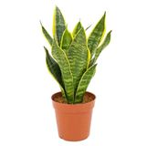 Sansevieria