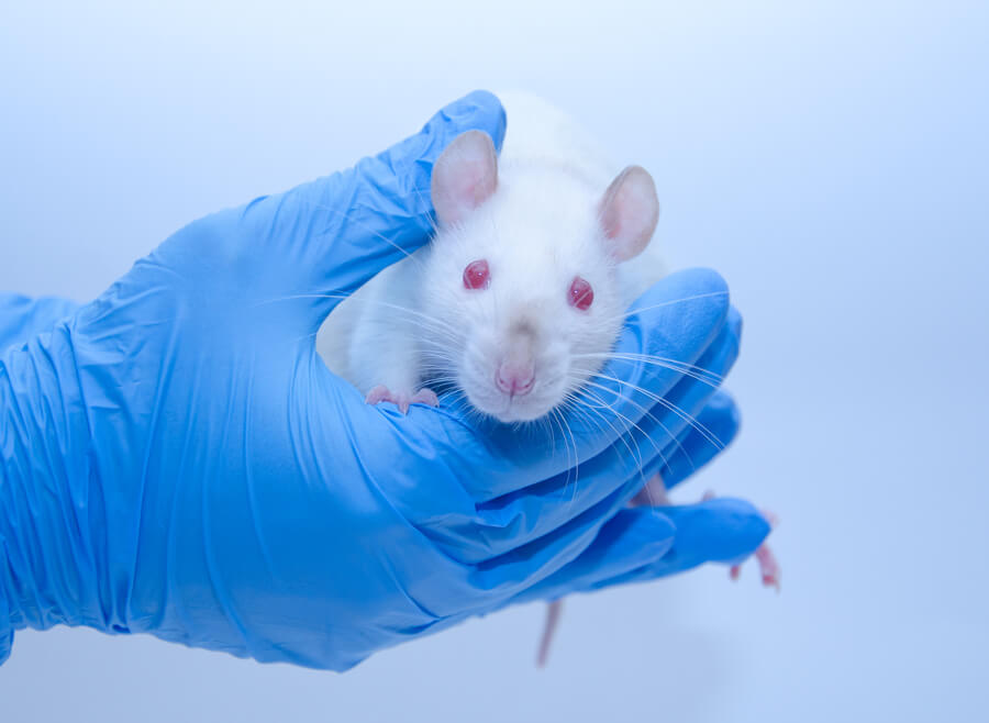 Für mehr Tierwohl: Kosmetik ohne Tierversuche  
