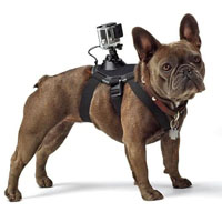 Hundegeschirr