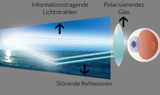 Polarisation Funktionsprinzip