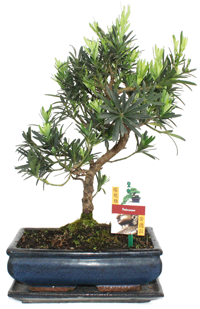 Bonsai Steineibe