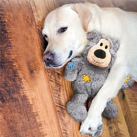 Hund mit Plüschteddy