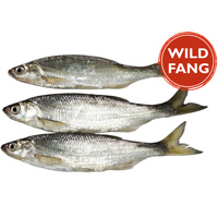Fisch für Hunde