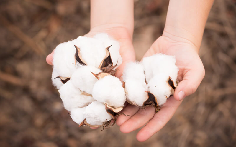 Baumwolle aus ökologischem Anbau wird von Hand geerntet und ist nicht mit chemischen Pestiziden belastet.