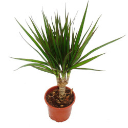 Kleine Dracea Marginata in Plastiktopf