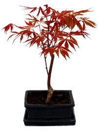 Bonsai Fächerahorn