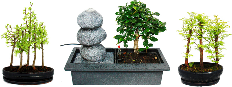 Bonsais in Waldform und mit Springbrunnen