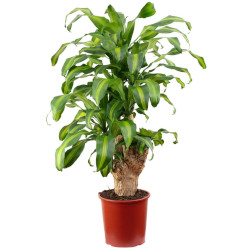 Drachenbaum mit großen