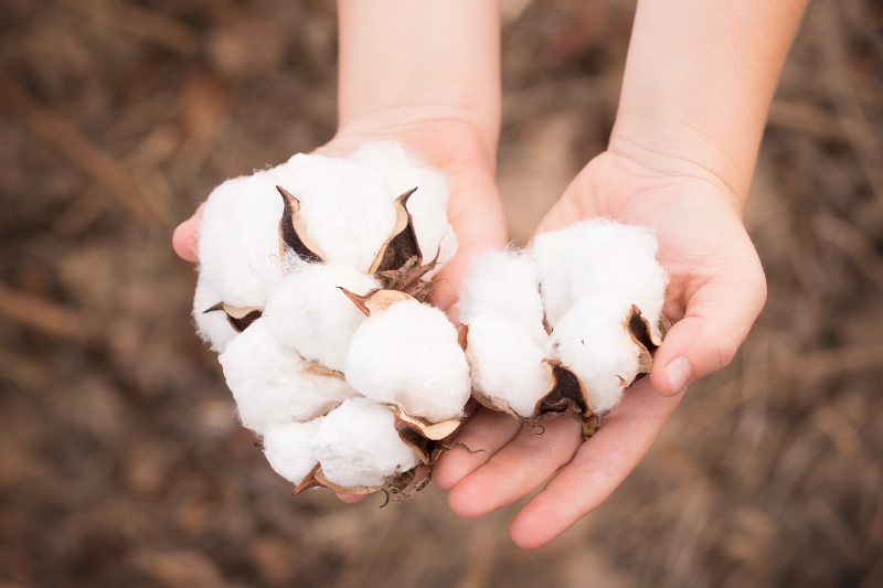 Anders als herkömmliche Baumwolle wird Bio-Baumwolle von Hand geerntet.