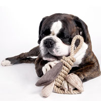 Hund mit Spielknoten