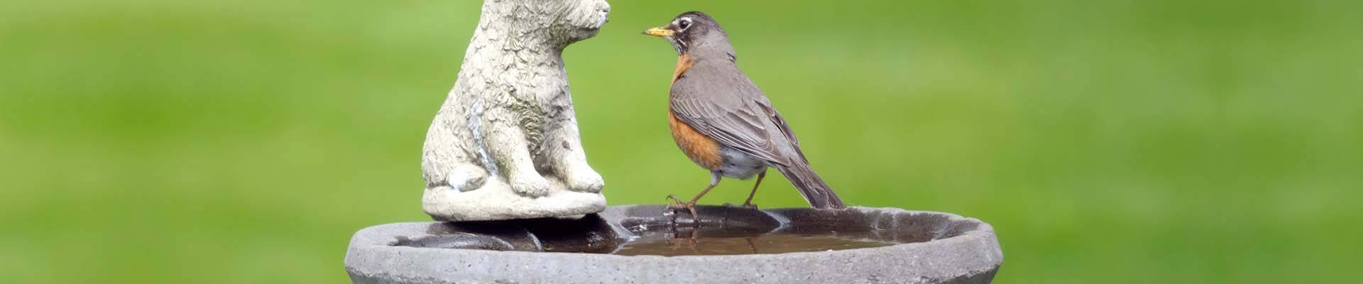 Ratgeber Vogeltränken