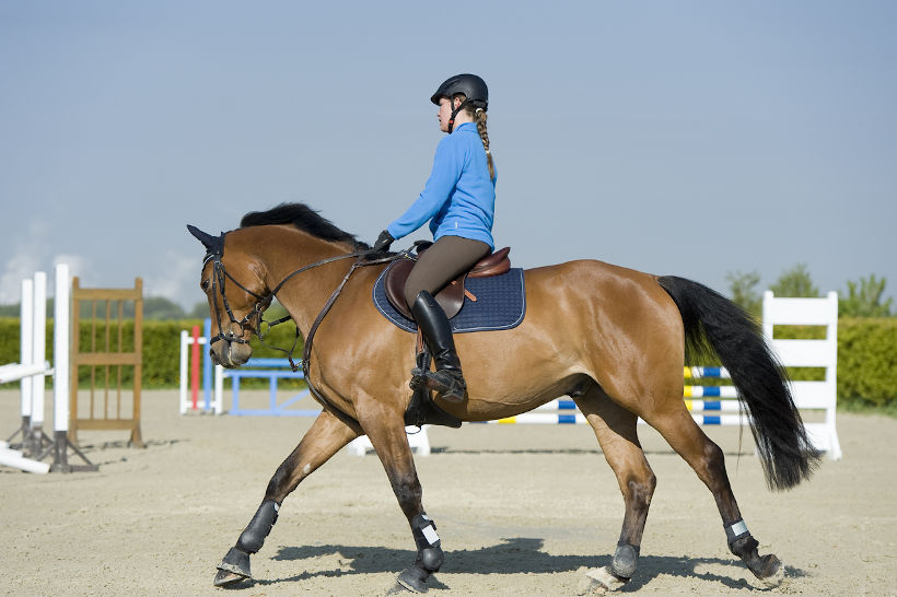 Campale Gamaschen weiß COB Kleinpferd Pferdegamaschen Pferdesport Reitsport 