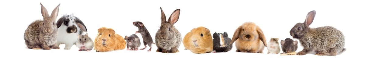 Hasen- und Kaninchenstall für draußen: Welcher ist der richtige?