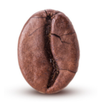 Arabica Bohne