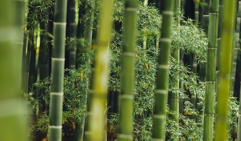 Bambus ist pflegeleicht und wächst besonders schnell.