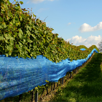 Weinanbau