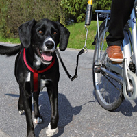 Fahrradleine für Hunde