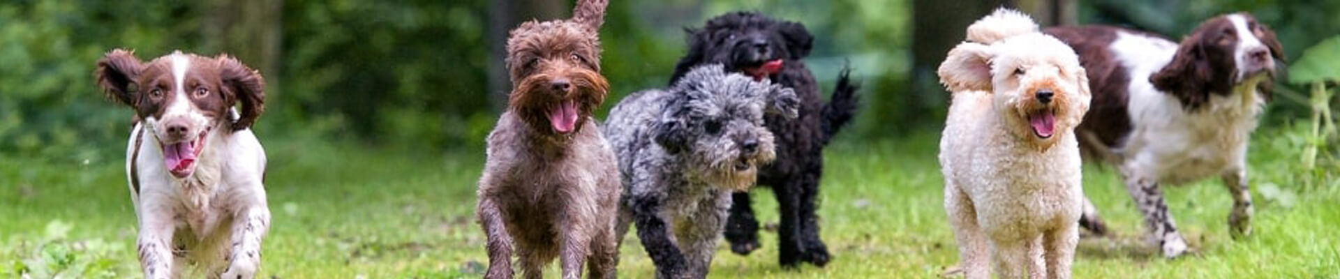 Ratgeber BARF Hundefutter