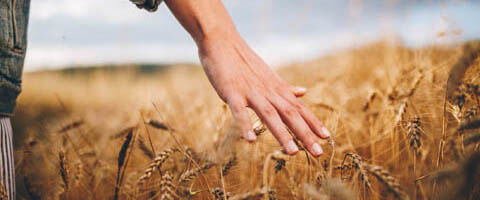 Weizenfeld mit Hand