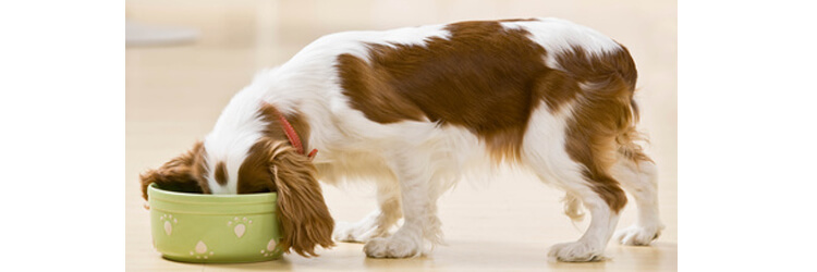 Hund frisst aus Napf