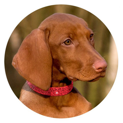 Hund mit strassbesetztem Halsband