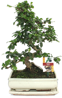 Bonsai Fukientee