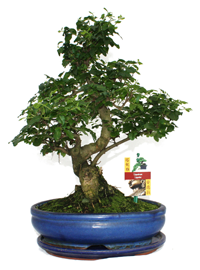 Bonsai Liguster