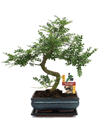 Bonsai Szechuan-Pfeffer
