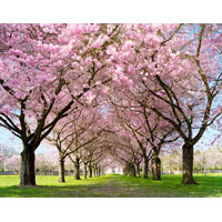 Frühling