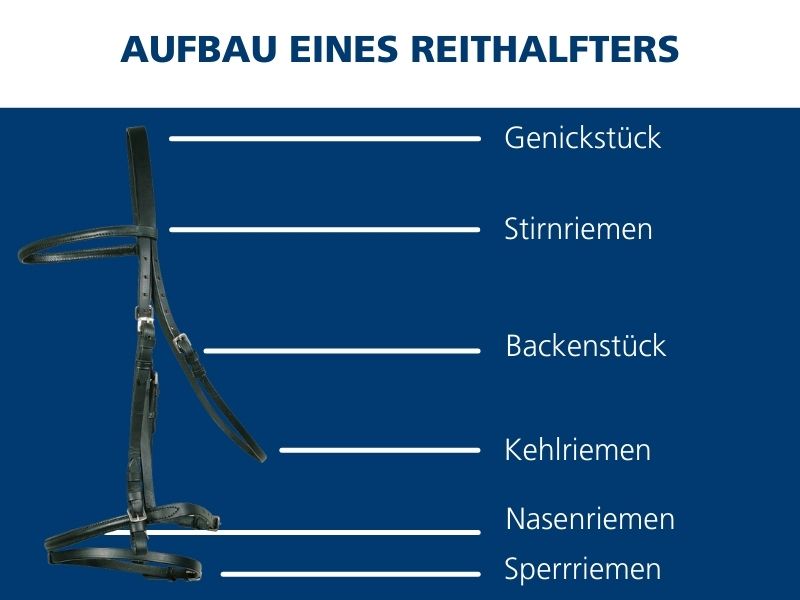 Aufbau Reithalfter