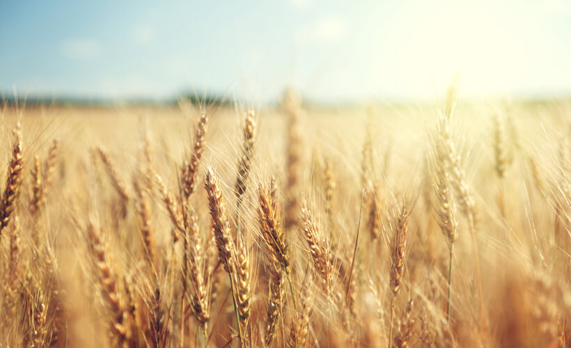 In Deutschland wird am häufigsten Weizen angebaut, doch auch die anderen Getreidearten lassen sich aus heimischer Landwirtschaft erstehen.