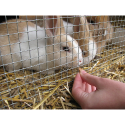 Hinter einem Kaninchendraht sitzen drei Kaninchen