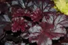 Stauden Gänge 3 x Heuchera Hybride 'Obsidian' im 1 Liter Produktbild-Vorschau 3