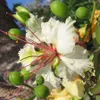 Decarys Flamboyant (Delonix decaryi)  – 5 kusov Náhľad obrázku produktu 1