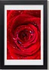 Bild 20x30 MDF-Rahmen, Wandkunst Rote Rose Produktbild-Vorschau 1