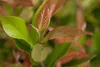 Leucothoe walteri 'Zeblid', Traubenheide, rot-grün, 25–30 Produktbild-Vorschau 5